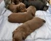 Dachshund (Miniature Long Haired)