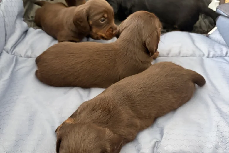 Dachshund (Miniature Long Haired)