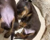 Dachshund (Miniature Long Haired)