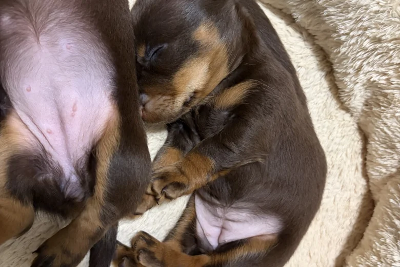Dachshund (Miniature Long Haired)