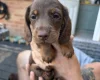 Dachshund (Miniature Long Haired)