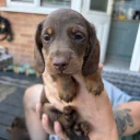 Dachshund (Miniature Long Haired)