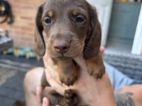 Dachshund (Miniature Long Haired)