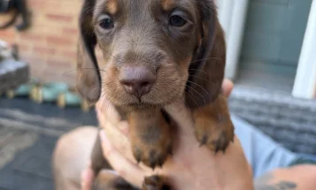 Dachshund (Miniature Long Haired)