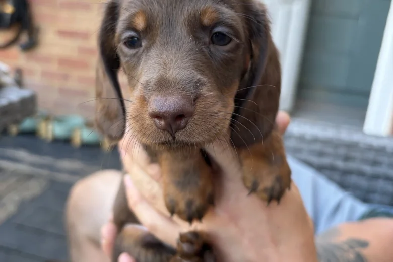 Dachshund (Miniature Long Haired)