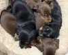 Dachshund (Miniature Long Haired)