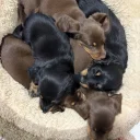 Dachshund (Miniature Long Haired)