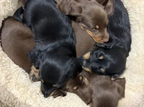 Dachshund (Miniature Long Haired)