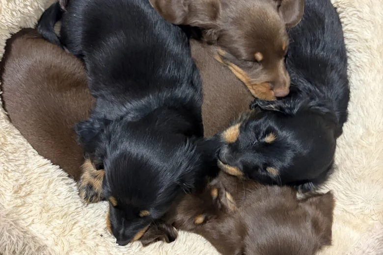 Dachshund (Miniature Long Haired)
