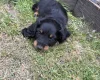 Dachshund (Miniature Long Haired)