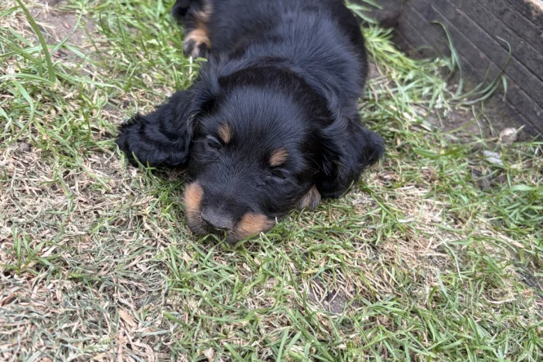 Dachshund (Miniature Long Haired)