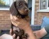 Dachshund (Miniature Long Haired)