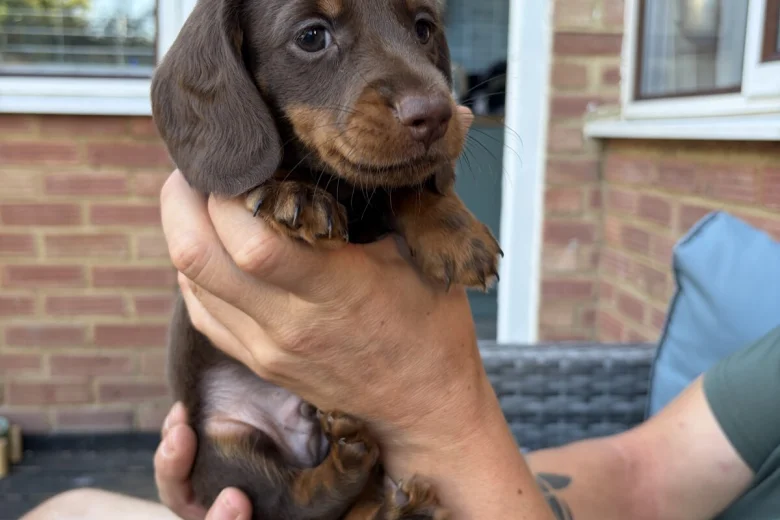 Dachshund (Miniature Long Haired)