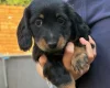 Dachshund (Miniature Long Haired)