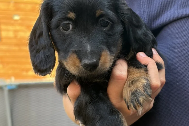 Dachshund (Miniature Long Haired)