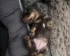 Dachshund (Miniature Long Haired)