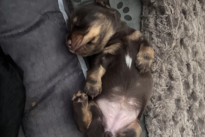 Dachshund (Miniature Long Haired)