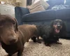 Dachshund (Miniature Long Haired)