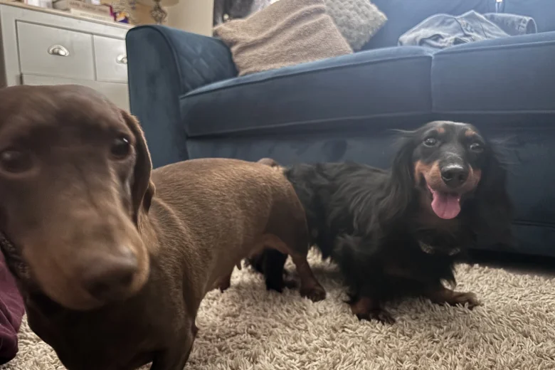 Dachshund (Miniature Long Haired)
