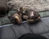 Dachshund (Miniature Long Haired)