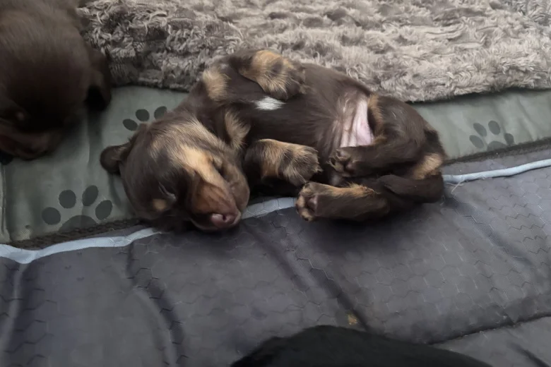 Dachshund (Miniature Long Haired)
