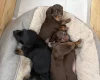 Dachshund (Miniature Long Haired)