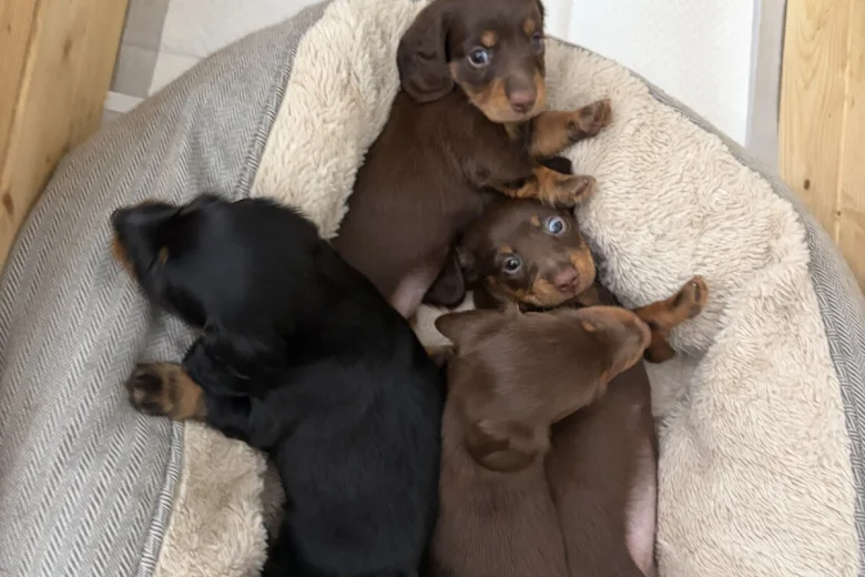 Dachshund (Miniature Long Haired)