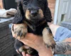 Dachshund (Miniature Long Haired)