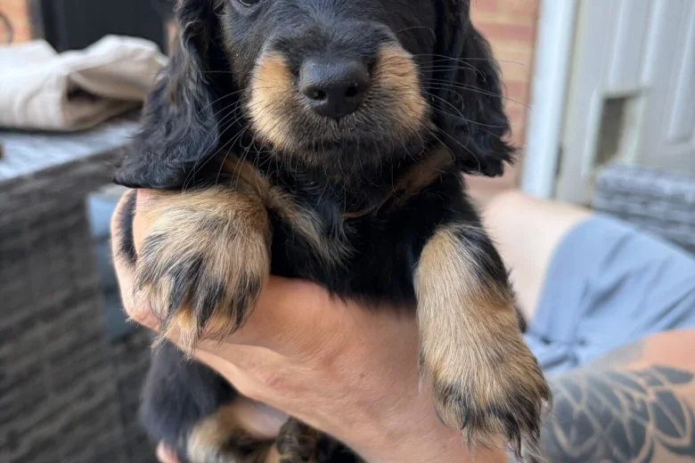 Dachshund (Miniature Long Haired)