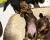 Dachshund (Miniature Long Haired)
