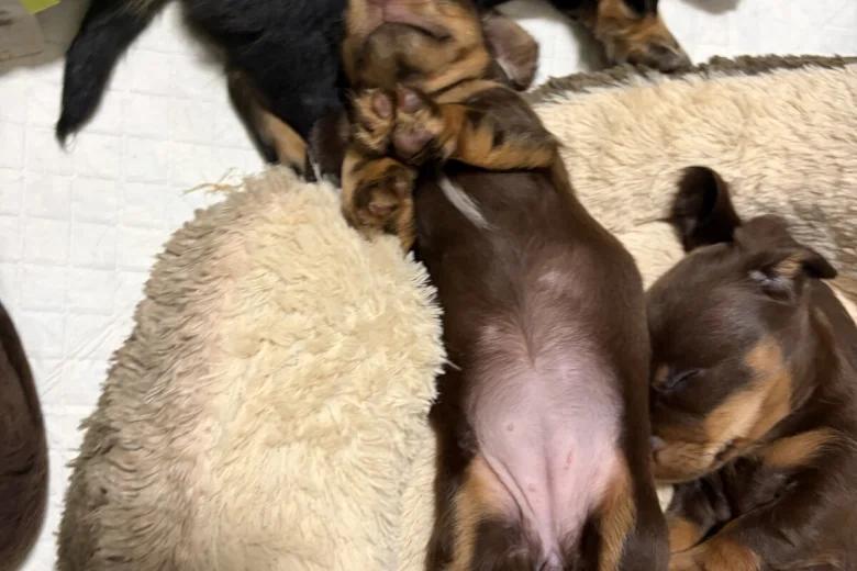 Dachshund (Miniature Long Haired)