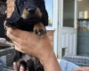 Dachshund (Miniature Long Haired)