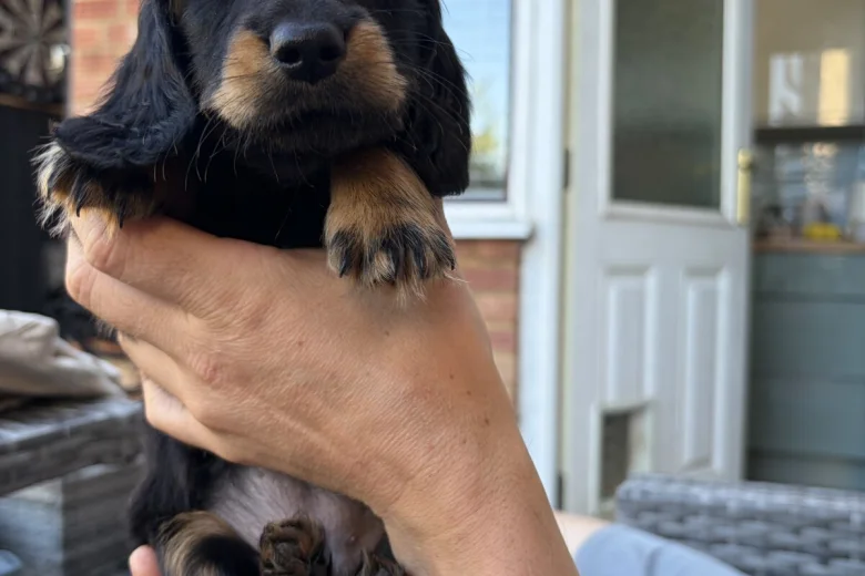 Dachshund (Miniature Long Haired)
