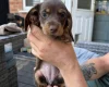 Dachshund (Miniature Long Haired)