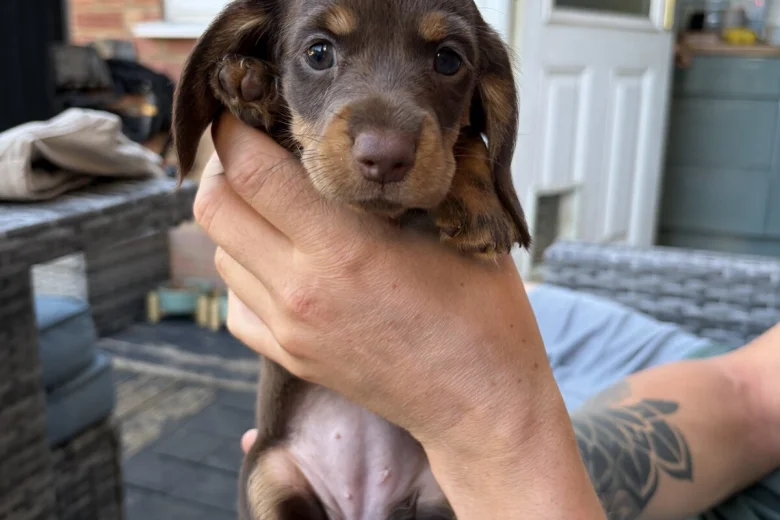 Dachshund (Miniature Long Haired)