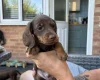 Dachshund (Miniature Long Haired)