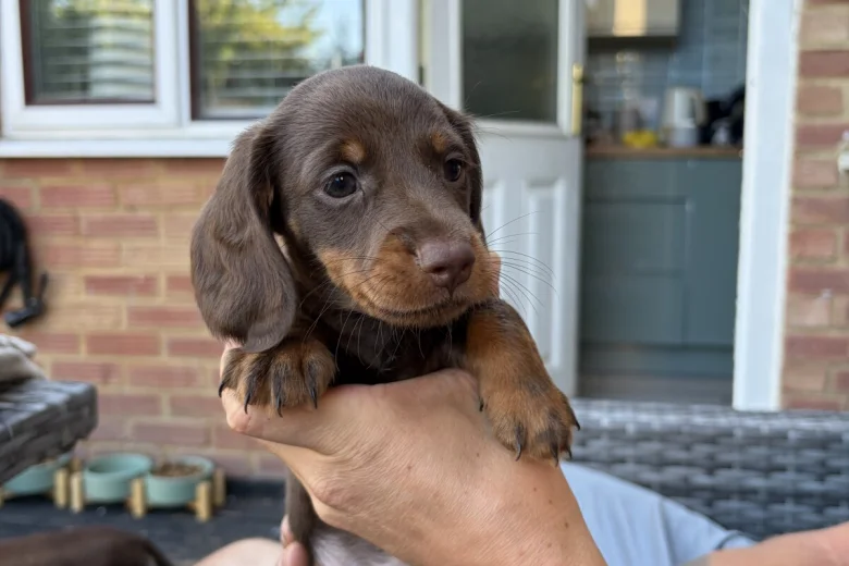 Dachshund (Miniature Long Haired)