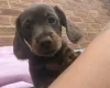Dachshund (Miniature Long Haired)