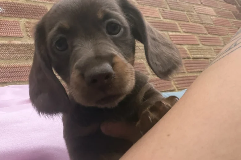 Dachshund (Miniature Long Haired)