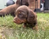 Dachshund (Miniature Long Haired)