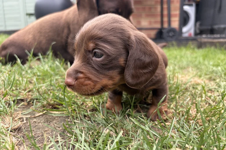 Dachshund (Miniature Long Haired)