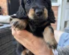 Dachshund (Miniature Long Haired)