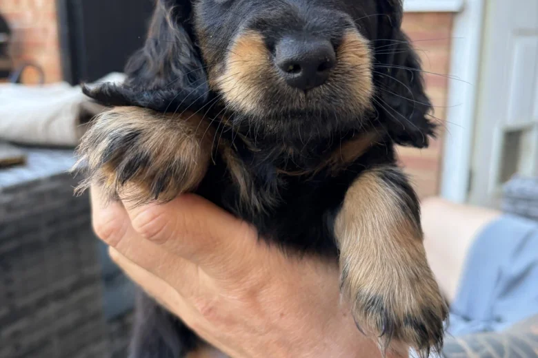Dachshund (Miniature Long Haired)