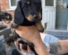 Dachshund (Miniature Long Haired)