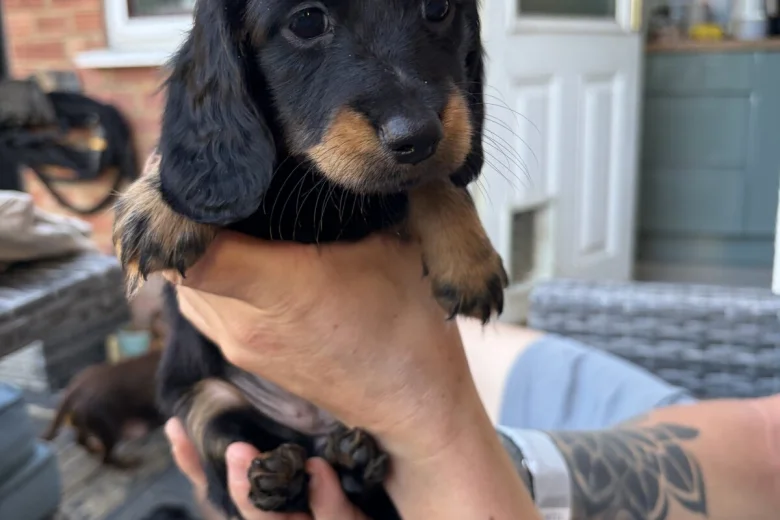 Dachshund (Miniature Long Haired)