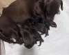 Dachshund (Miniature Long Haired)