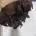 Dachshund (Miniature Long Haired)