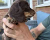 Dachshund (Miniature Long Haired)