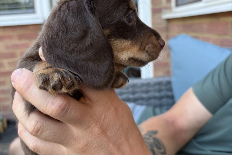 Dachshund (Miniature Long Haired)