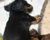 Dachshund (Miniature Long Haired)